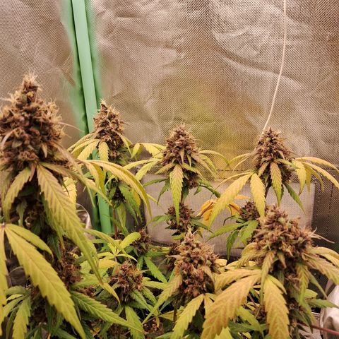 Purple Haze growlog timeline photo