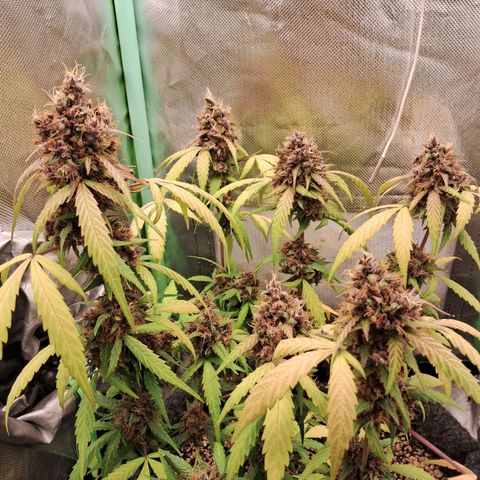 Purple Haze growlog timeline photo