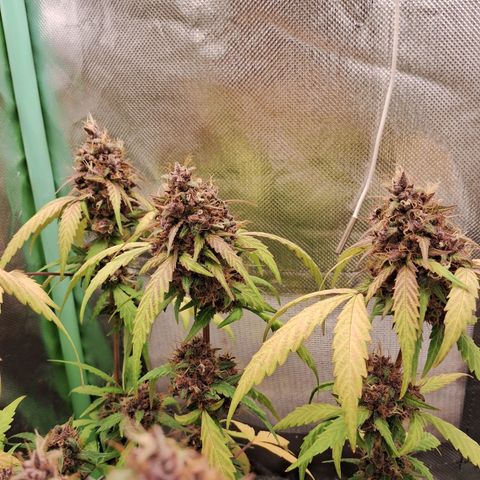Purple Haze growlog timeline photo
