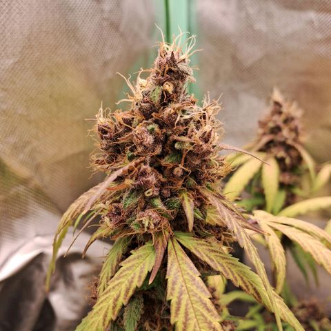 Purple Haze growlog timeline photo
