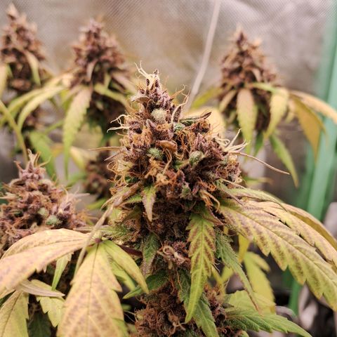 Purple Haze growlog timeline photo