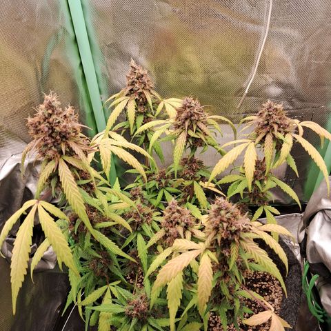 Purple Haze growlog timeline photo