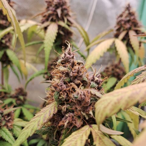Purple Haze growlog timeline photo