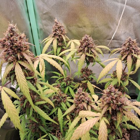 Purple Haze growlog timeline photo