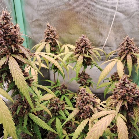 Purple Haze growlog timeline photo