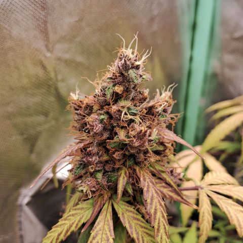 Purple Haze growlog timeline photo