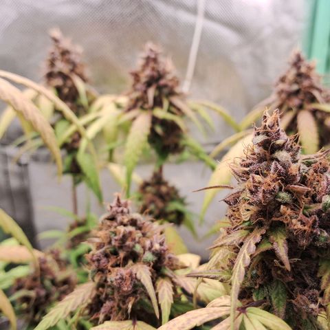 Purple Haze growlog timeline photo