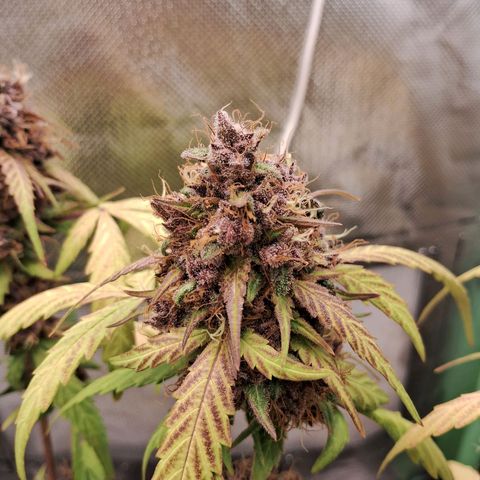 Purple Haze growlog timeline photo
