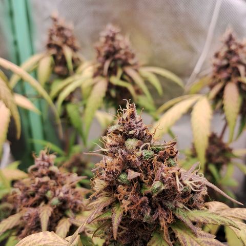 Purple Haze growlog timeline photo