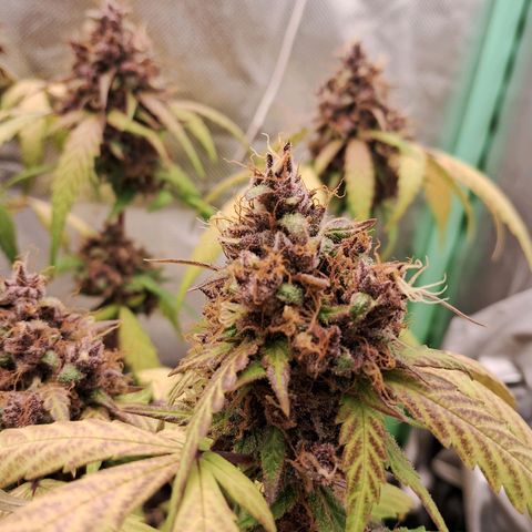 Purple Haze growlog timeline photo
