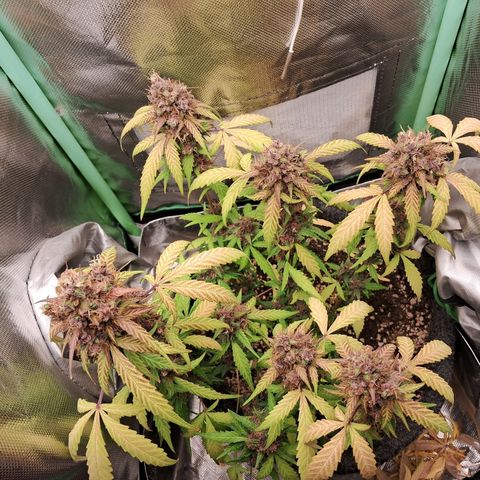 Purple Haze growlog timeline photo