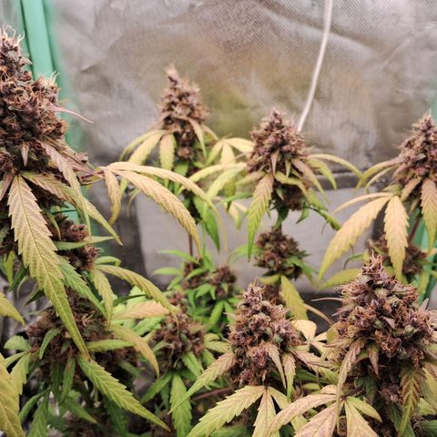 Purple Haze growlog timeline photo