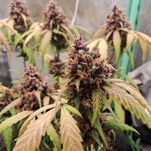 Purple Haze growlog timeline photo