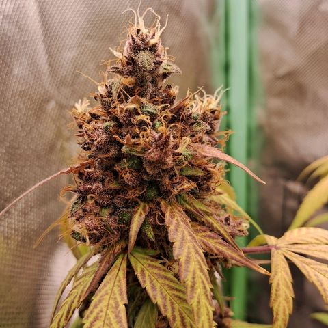 Purple Haze growlog timeline photo
