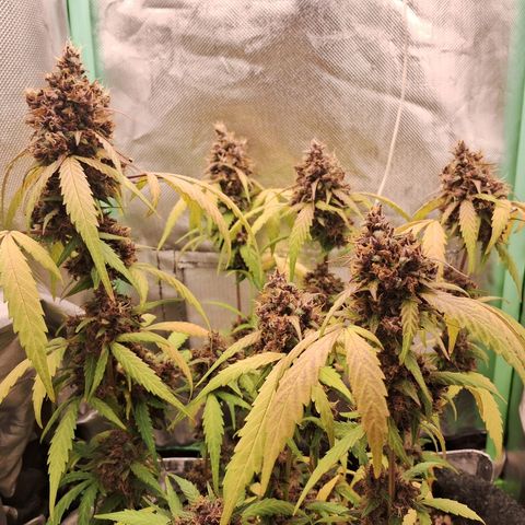 Purple Haze growlog timeline photo