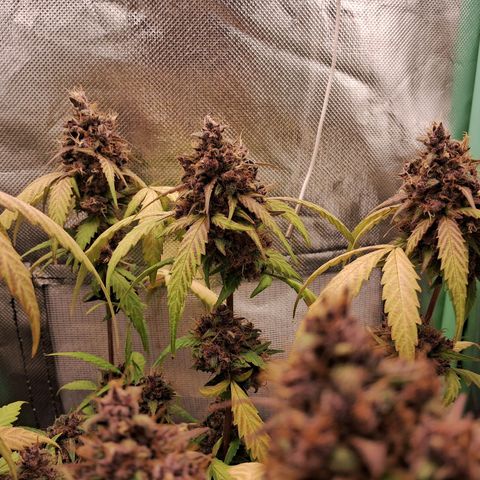 Purple Haze growlog timeline photo