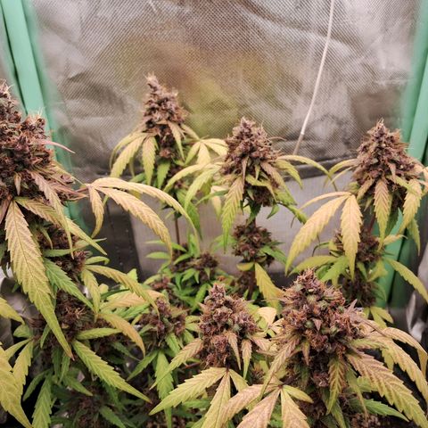 Purple Haze growlog timeline photo