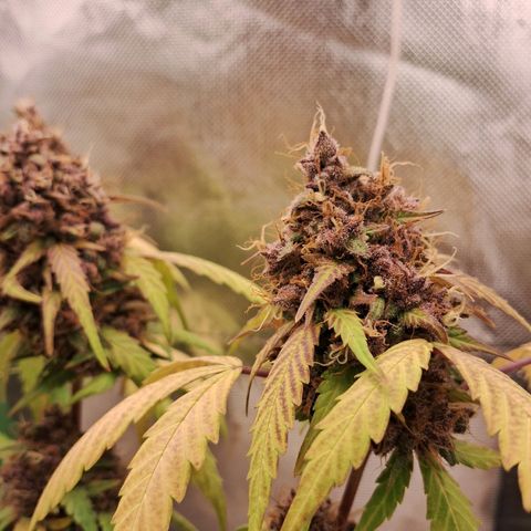 Purple Haze growlog timeline photo