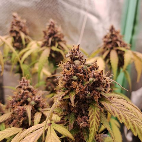 Purple Haze growlog timeline photo