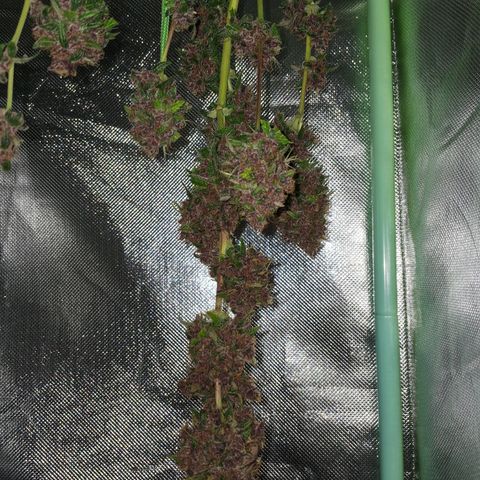 Purple Haze growlog timeline photo