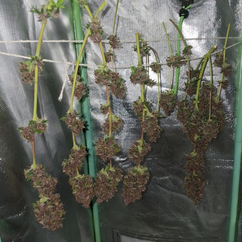 Purple Haze growlog timeline photo