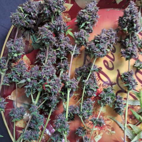 Purple Haze growlog timeline photo