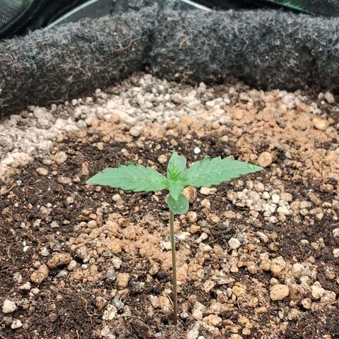 2° Purple Haze growlog timeline photo