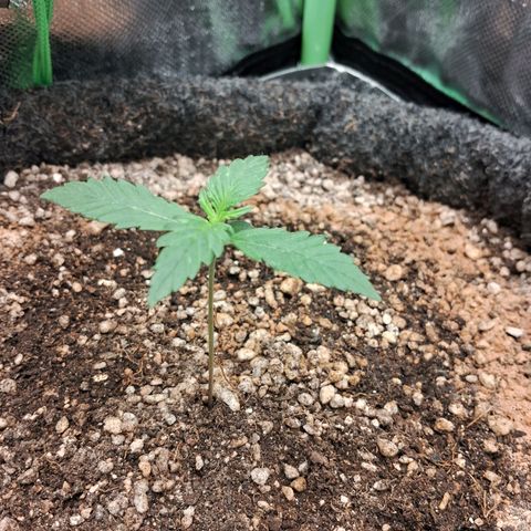 2° Purple Haze growlog timeline photo