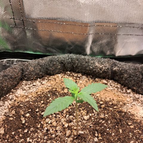 2° Purple Haze growlog timeline photo
