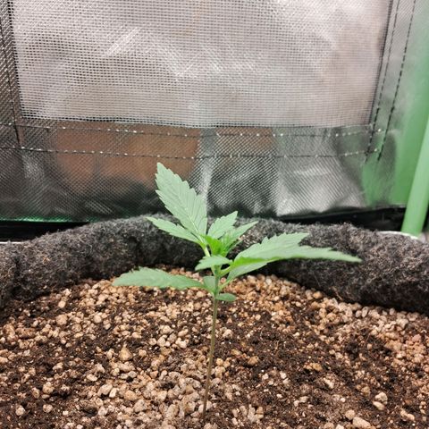 2° Purple Haze growlog timeline photo