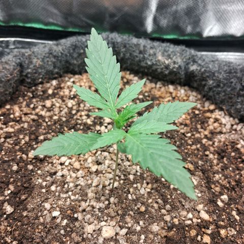2° Purple Haze growlog timeline photo