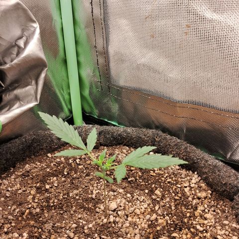 2° Purple Haze growlog timeline photo