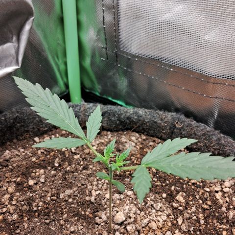 2° Purple Haze growlog timeline photo