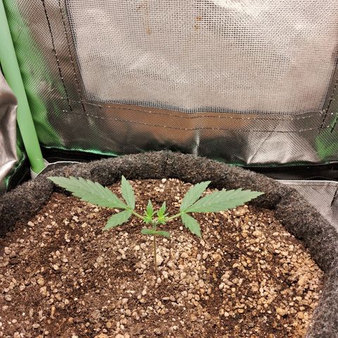 2° Purple Haze growlog timeline photo