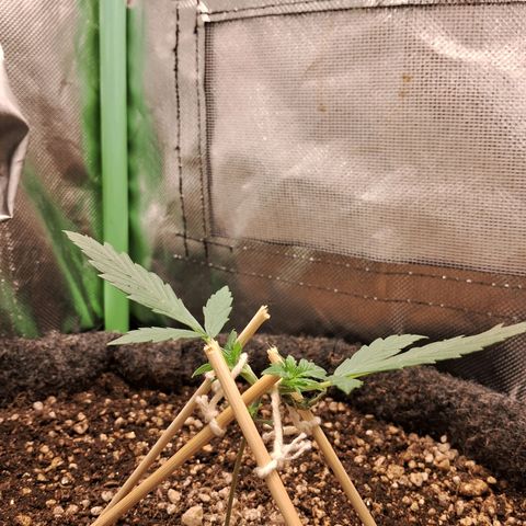 2° Purple Haze growlog timeline photo