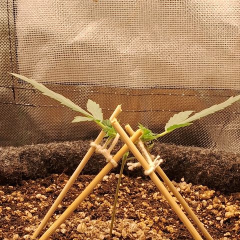 2° Purple Haze growlog timeline photo