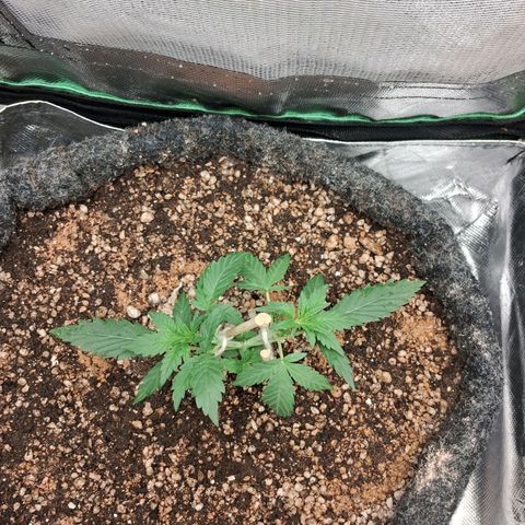 2° Purple Haze growlog timeline photo