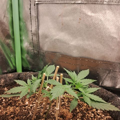 2° Purple Haze growlog timeline photo