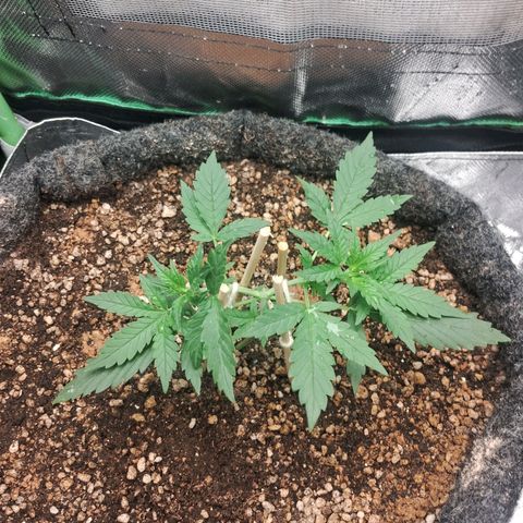 2° Purple Haze growlog timeline photo