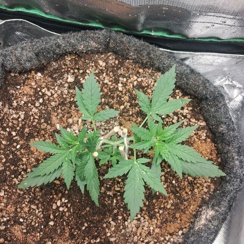 2° Purple Haze growlog timeline photo
