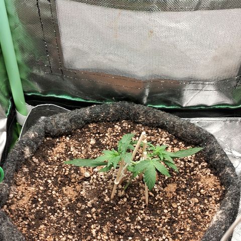 2° Purple Haze growlog timeline photo