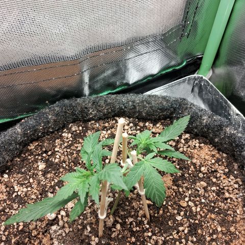 2° Purple Haze growlog timeline photo