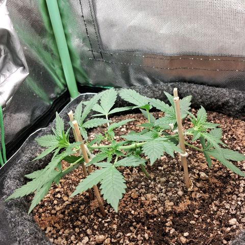 2° Purple Haze growlog timeline photo