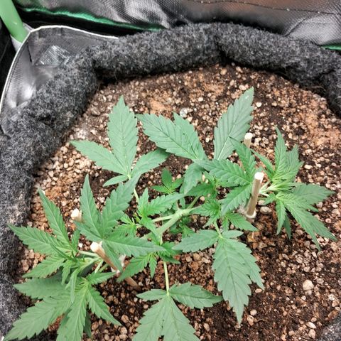 2° Purple Haze growlog timeline photo