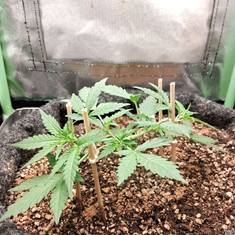 2° Purple Haze growlog timeline photo