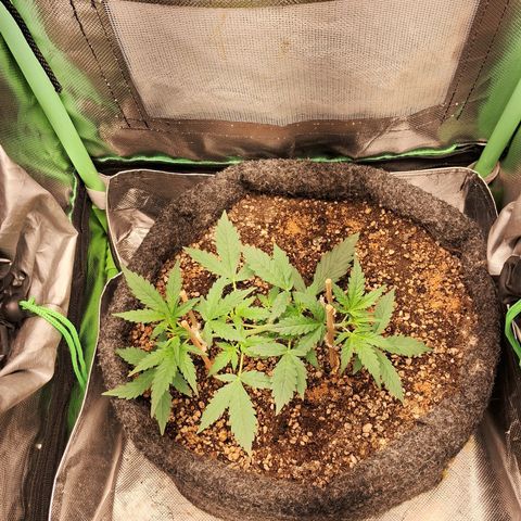 2° Purple Haze growlog timeline photo