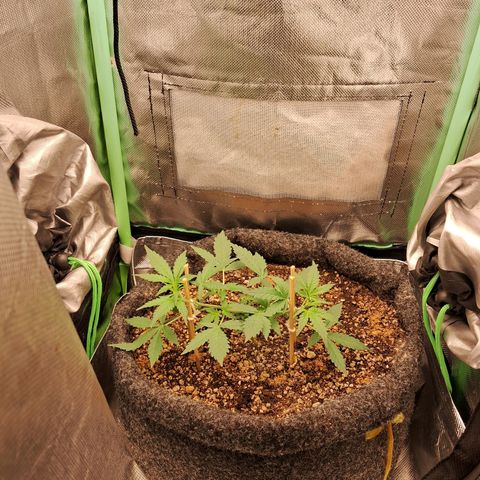 2° Purple Haze growlog timeline photo