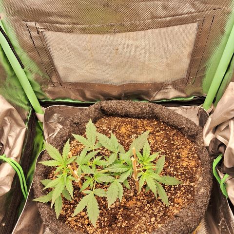 2° Purple Haze growlog timeline photo