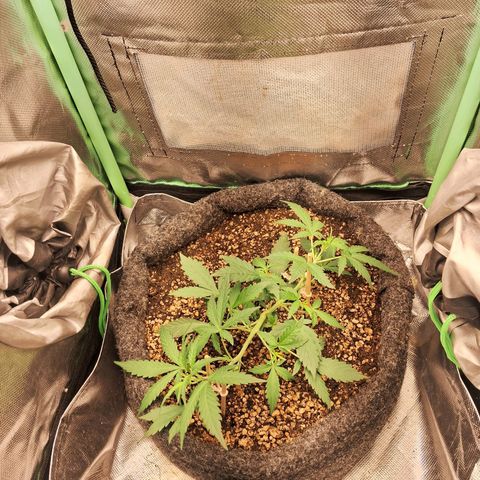 2° Purple Haze growlog timeline photo