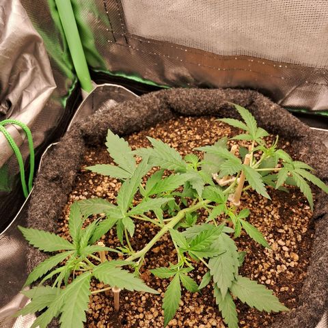 2° Purple Haze growlog timeline photo